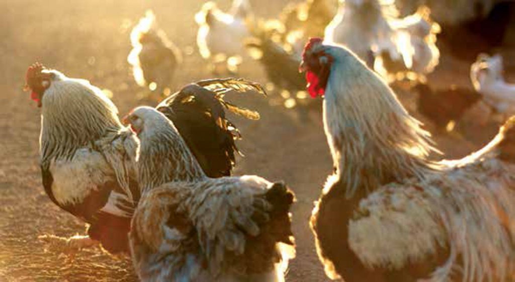 DeStress-chickens